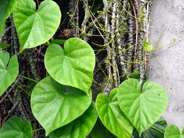 Bài thuốc uống từ cây dây đau xương
