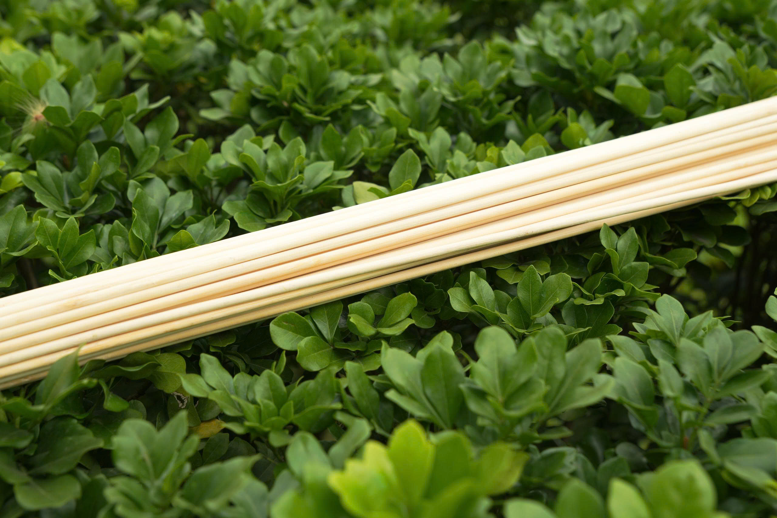 Bó tre trị liệu – Dụng cụ hỗ trợ giải cơ, thư giãn theo cơ chế tự nhiên - Ảnh 10